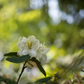 写真: 33神代植物公園【石楠花：フィリス・コーン】2