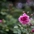 写真: 035花菜ガーデン【春バラ：シスター・エリザベス】2