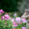写真: 053花菜ガーデン【春バラ：レッド・ラ・フランス】2