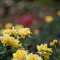 写真: 056花菜ガーデン【春バラ：ゴールド・バニー】1