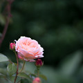 写真: 079花菜ガーデン【春バラ：タモラ】2