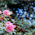 写真: 103花菜ガーデン【春バラ：クレメンティナ・カルボニエリ】銀塩NLP