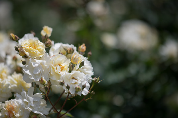 43神代植物公園【春バラ：ムーン・スプライト】2