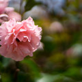 写真: 81神代植物公園【春バラ：クイーン・エリザベス】