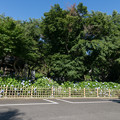 01あじさい寺(妙楽寺)【駐車場から見る紫陽花】