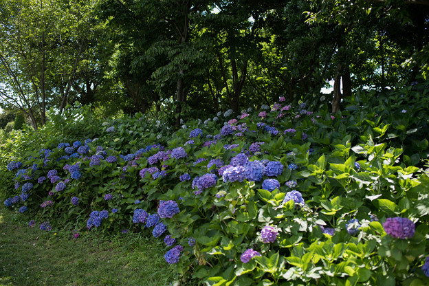 25花菜ガーデン【槿花の小径の紫陽花】1