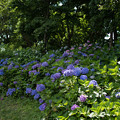 写真: 25花菜ガーデン【槿花の小径の紫陽花】1