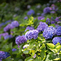26花菜ガーデン【槿花の小径の紫陽花】2