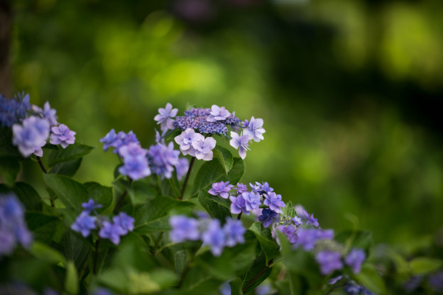 28花菜ガーデン【槿花の小径の紫陽花】4