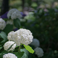 写真: 31花菜ガーデン【槿花の小径の紫陽花】7