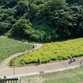 写真: 09くりはま花の国【キバナコスモス畑の眺め】2