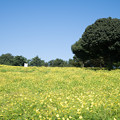 写真: 06昭和記念公園【花の丘の眺め】2