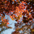 13昭和記念公園【日本庭園：清池軒付近の紅葉】9