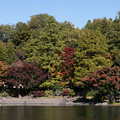 15昭和記念公園【日本庭園：池周辺の紅葉】2