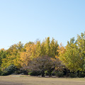Photos: 32昭和記念公園【かたらいのイチョウ並木の様子】1