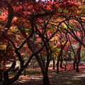 写真: 05神代植物公園【かえで園の紅葉(遠景)】3
