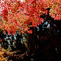 写真: 11神代植物公園【かえで園の紅葉(アップ)】1銀塩NLP