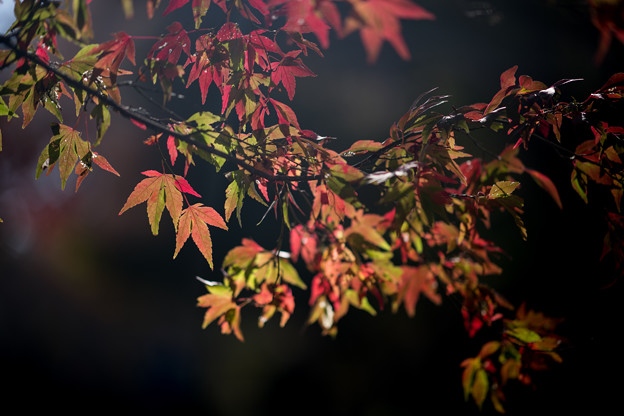 写真: 14神代植物公園【かえで園の紅葉(アップ)】4