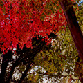 写真: 27神代植物公園【自由広場の紅葉(近景)】5銀塩NLP
