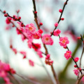 写真: 10花菜ガーデン【早咲きの梅：八重寒紅】3銀塩NLP