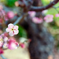 19花菜ガーデン【早咲きの梅：道知辺】2銀塩NLP