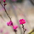 20花菜ガーデン【早咲きの梅：鹿児島紅】1