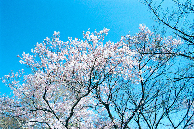 22新宿御苑【桜：高遠小彼岸】銀塩NLP