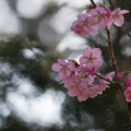 写真: 09本牧山頂公園【桜：横浜緋桜】3