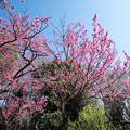 Photos: 39神代植物公園【寒緋桜】3