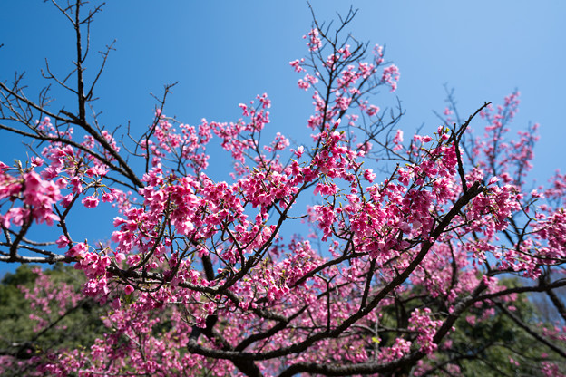 Photos: 40神代植物公園【寒緋桜】4