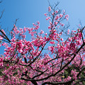 Photos: 40神代植物公園【寒緋桜】4