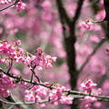 Photos: 43神代植物公園【寒緋桜】7