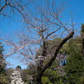 写真: 59神代植物公園【山桜】1