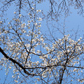 写真: 60神代植物公園【山桜】2