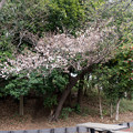 06早朝ウォーキング桜巡り【泉天ヶ谷公園の山桜は２分咲き】