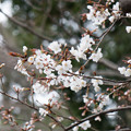 07早朝ウォーキング桜巡り【泉天ヶ谷公園の山桜】