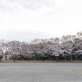 Photos: 16早朝ウォーキング桜巡り【東方公園の染井吉野は７分咲き】