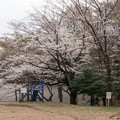 Photos: 18早朝ウォーキング桜巡り【東方公園の染井吉野】2
