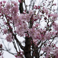 写真: 23早朝ウォーキング桜巡り【緑道で見つけた赤い桜(陽光？)】