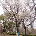 写真: 27早朝ウォーキング桜巡り【泉田向公園の山桜は８分咲き】