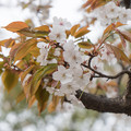 写真: 28早朝ウォーキング桜巡り【泉田向公園の山桜】