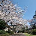 Photos: 01小石川植物園【道沿いからの眺め】1