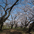 Photos: 07小石川植物園【桜並木の眺め】1