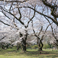 Photos: 08小石川植物園【桜並木の眺め】2