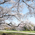 Photos: 09小石川植物園【桜並木の眺め】3