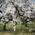 Photos: 12小石川植物園【桜並木の眺め】6