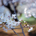 Photos: 22小石川植物園【染井吉野の近景】3銀塩NLP