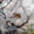 Photos: 32小石川植物園【染井吉野のアップ】2銀塩NLP