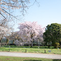 Photos: 36小石川植物園【枝垂れ桜】1