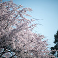 Photos: 37小石川植物園【枝垂れ桜】2